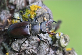 <p>ROHÁČ OBECNÝ (Lucanus cervus) --- jižní Morava, ---- /Stag beetle - Hirschkäfer/</p>